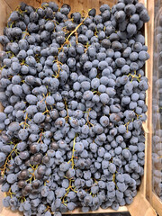 Blue grapes. Fresh fruits at grocery store