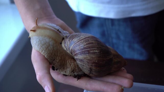 Snail achatina pet. Animal at home. Keep on hands. People care about friend