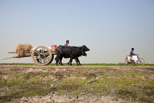 Sirajganj, Bangladesh - 11 January 2025: View of a bullock cart laden with hay, a red bucket perched atop, and a cyclist moving along a dusty path.