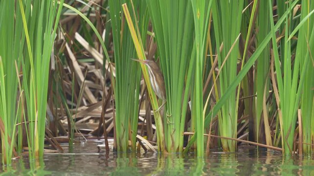 Least Bittern
