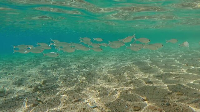 Shoal of Flagtail fish swim in blue water above sandy-stoned bottom in school of Silversides Atherina background. Striped Flagfish or Five-stripped Flagfish (Kuhlia mugil) swimming in shallow water