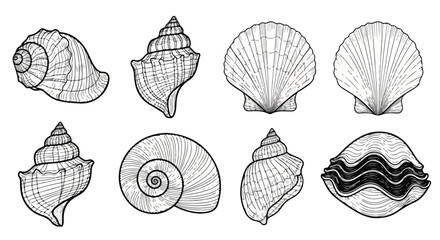 A detailed illustration of various seashells showcasing their unique shapes and patterns Vector