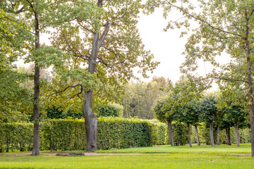 Forest landscape. Tall trees and a lawn on a sunny day.