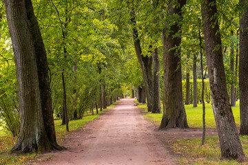 Forest landscape. Tall trees and a lawn on a sunny day.