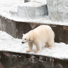 Funny polar bear. Polar bear sitting in a funny pose. white bear
