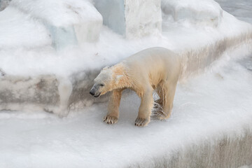 Funny polar bear. Polar bear sitting in a funny pose. white bear