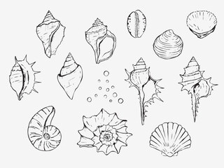 Hand drawn illustration of seashells. Doodle seashell illustrations 