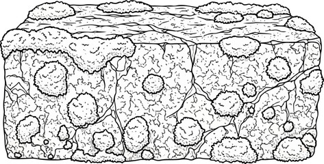 Obraz premium Detailed black and white illustration of lichen-covered bark with textured surface