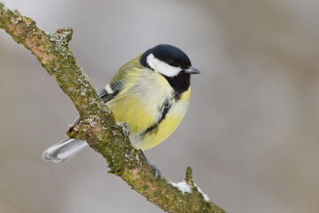 Obraz premium Great Tit (Parus major) perched on a snowy branch in winter forest. Common bird in Czech republic.