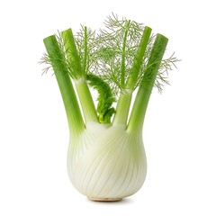 Whole Fennel Bulb with Green Fronds Isolated on White Background - Fresh Vegetable