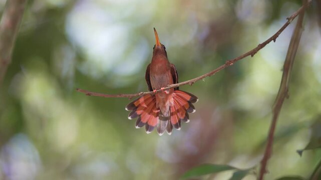 Rufous-breasted Hermit
