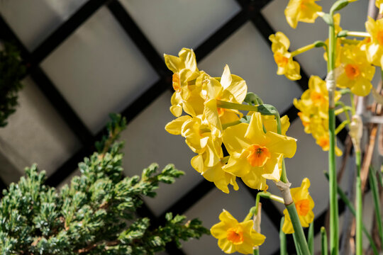 Blooming yellow daffodils near a garden trellis, selective focus. Spring flowers on a blooming balcony