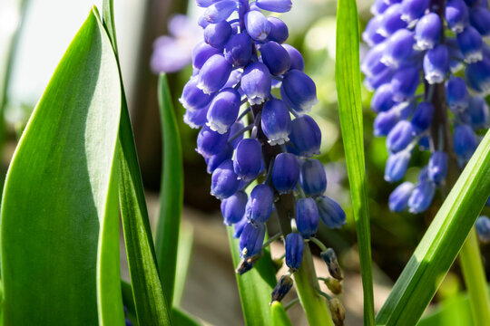 Muscari grape hyacinth close-up, selective focus. Spring background with blue flowers macro