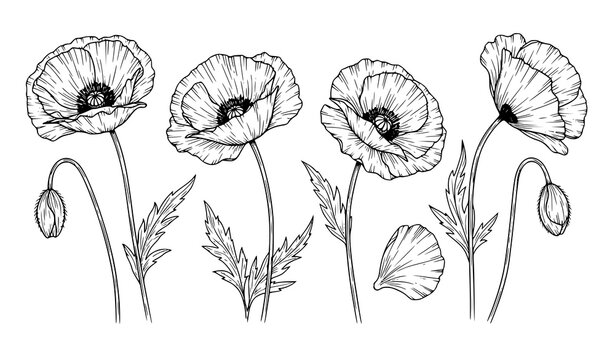 Hand Drawn Poppy Flowers Outline Vector Botanical Line Art Set Isolated on White