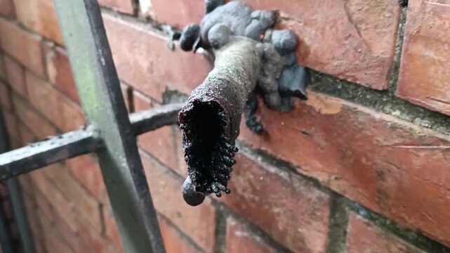 Wonders of nature. Entrance tube of a stingless bee nest on a red brick wall. Brazil. Parana. Maringa city.