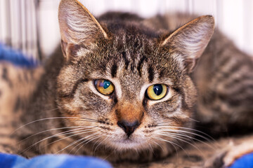 Fototapeta premium Intimate indoor image of contented tabby cat resting gracefully with soft lighting