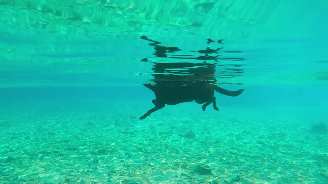 Black dog swim on turquoise water surface on shallows over seabed. Doggy refreshes itself from sweltering summer heat by swimming in Red Sea. Dog swam in sea to cool off
