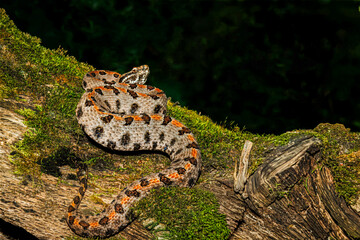 Obraz premium Western Pygmy Rattlesnake