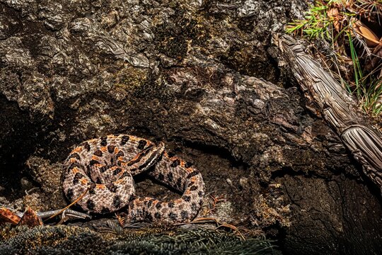 Western_Pygmy_Rattlesnake_727A2585.dng