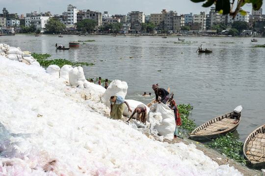 Dhaka, Bangladesh - 10 September 2025: View of workers immersed in the bright white cotton fields beside the Buriganga River, contrasting with the city skyline and the dark river water.