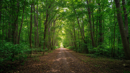 Obraz premium A serene dirt path winds through a lush green forest canopy on a bright summer day