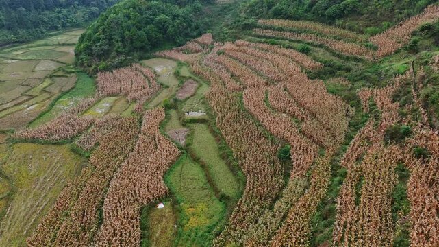 Aerial view of corn crops on terraced fields in rural Quen Ba, Ha Giang, Vietnam, showcasing traditional agricultural practices in a mountainous region.