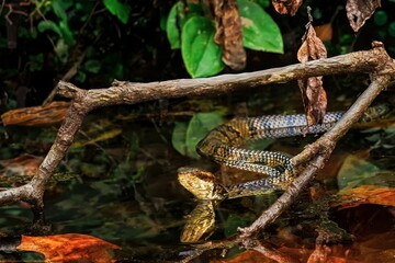 Northern Cottonmouth