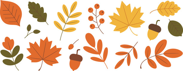 Autumn leaves and acorns collection vector illustration, colorful fall foliage elements isolated on light background seasonal botanical design set © Itz Butterfly