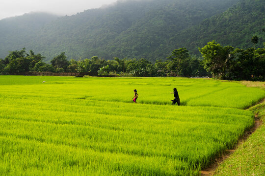 Bholaganj, Bangladesh - 27 August 2021: View of vibrant green rice fields stretching towards the misty hills, with two figures adding a human element to the landscape.
