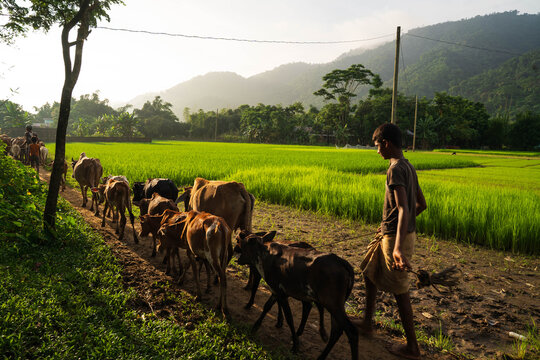 Bholaganj, Bangladesh - 27 August 2021: View of a young boy guiding a herd of cows along a path beside vibrant green rice paddies, framed by distant mountains.