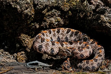 Western Pygmy Rattlesnake