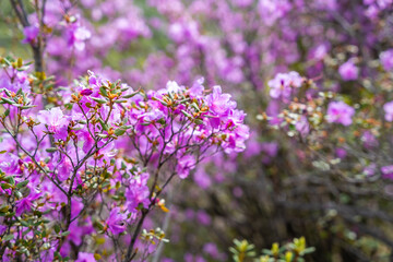Close up of Flowering Moralnik shrub in the mountains of Chuysky Trakt Altai Russia. Native Siberian plant blooming in mountain landscape.