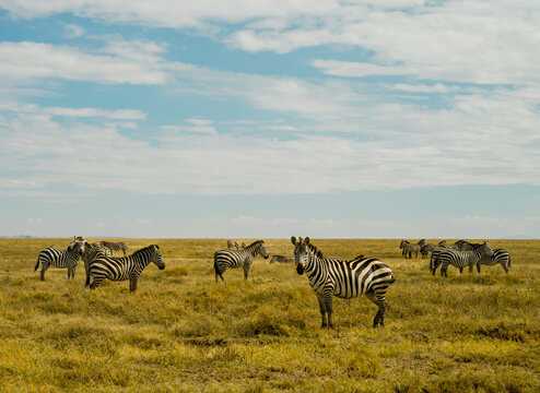 Zebres dans la savane 