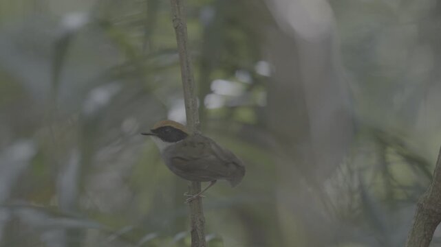 Black-cheeked Gnateater

