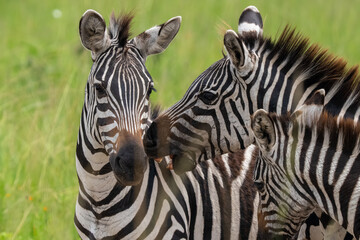 Naklejka premium Two Plains zebras (Equus quagga) standing together