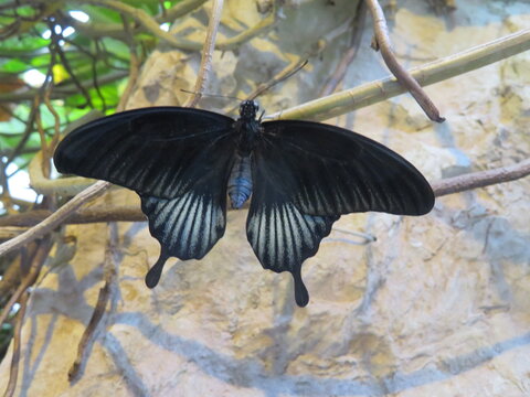 Schmetterlin - Butterfly