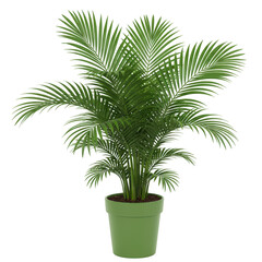 Fototapeta premium Lush green parlor palm plant in pot isolated on transparent background