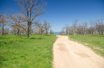 A dirt road leading through an old park to the sea.