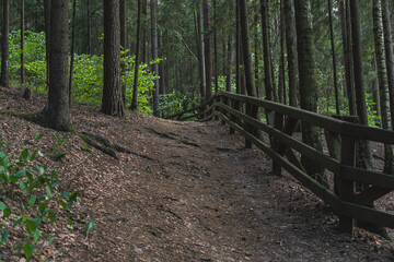 Naklejka premium A forest path in the middle of the woods, part of a hiking trail