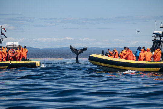 A humpback whale raises its tail above the surface of the Saint Lawrence River as zodiac boats with tourists in orange jackets observe during a whale watching excursion near Tadoussac, Quebec