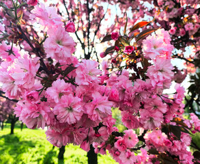 Fototapeta premium Spring. Blooming tree. Tree in bloom. Blossom.