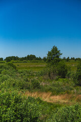 Obraz premium bushes and small trees in areas periodically flooded by water