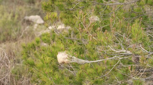 Vendaval sobre gran nido de procesionaria en pino de la Sierra de Mariola, Alcoy, Espa&ntilde;a