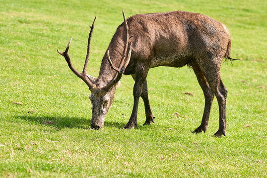 Male Pere Davids deer (Elaphurus davidianus) grazing on grass showing large antlers at West Midlands Safari Park, Bewdley, Worcestershire, England, UK