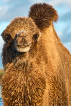Close up portrait of a furry Bactrian Camel Camelus bactrianus at West Midlands Safari Park, Bewdley, Worcestershire, England, UK