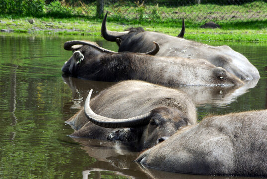 Domestic Water Buffalo (Bubalus bubalis) submerged in a pond to cool off at West Midlands Safari Park, Bewdley, Worcestershire, England, UK.