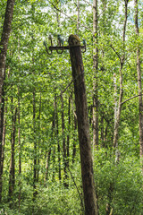 Fototapeta premium An old wooden power line pole between trees