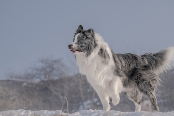 Border collie standing on snow in winter landscape side profile portrait © Nataliia