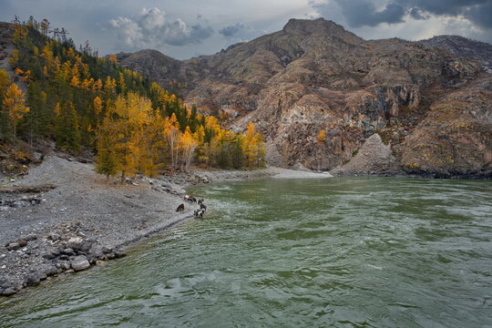 Russia. The South of Western Siberia, the Altai Mountains. Autumn view of the Chuya River near the mouth of the Katun River range along the Chuya tract.