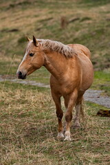 Russia. Mountain Altai.  Horses graze peacefully on free pastures near the village of Turochak.